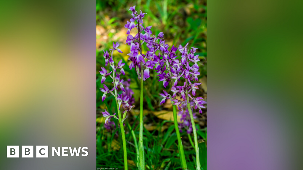 Wild orchid flourishing in woodland near Ardingly in West Sussex
