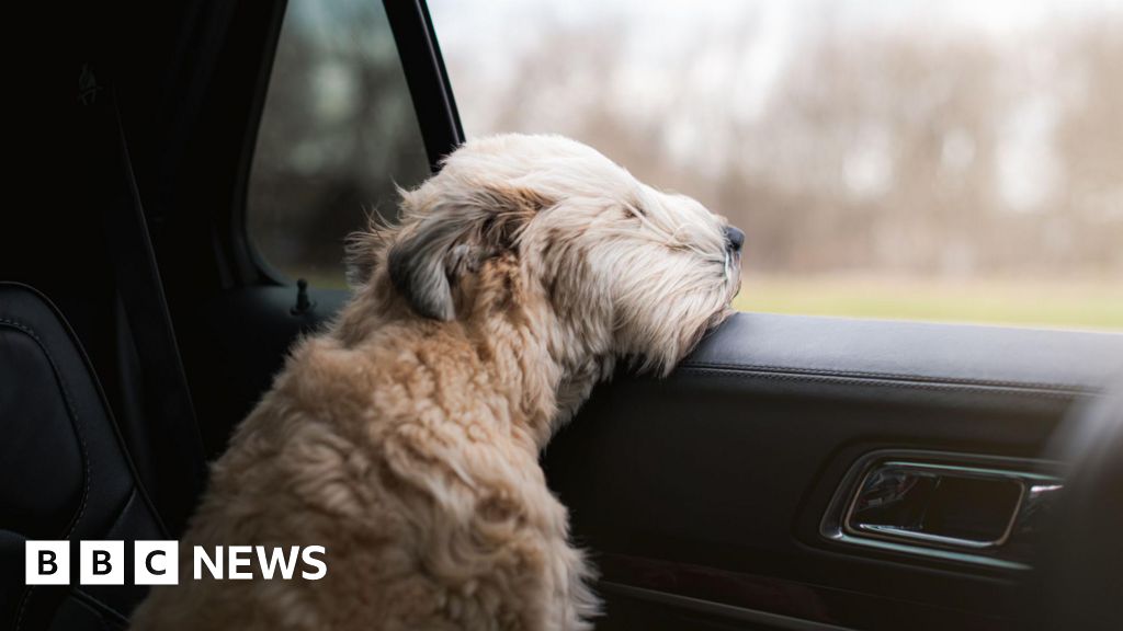 Dogs Trust vet warns Kent and Sussex dog owners over hot cars