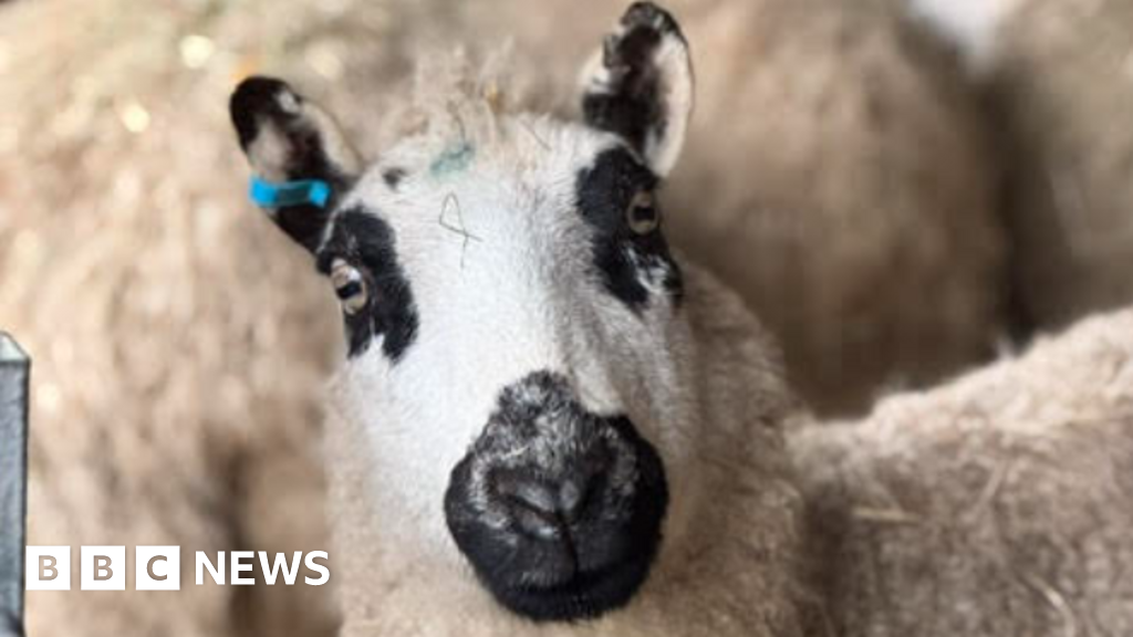 Woman scrambles to create ‘forever home’ for 180 sheep
