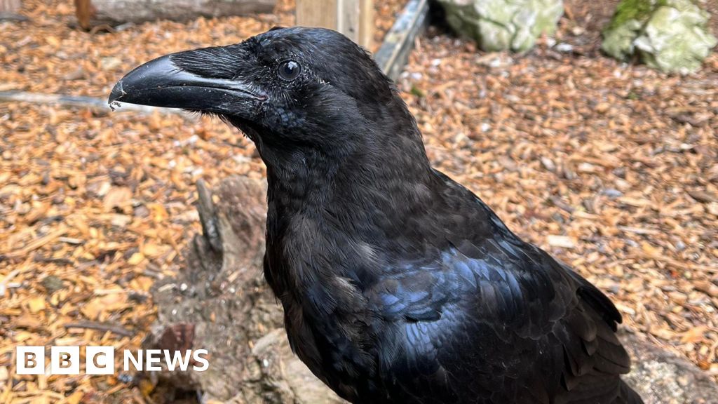Tilgate Zoo finds successors to swearing raven Terry